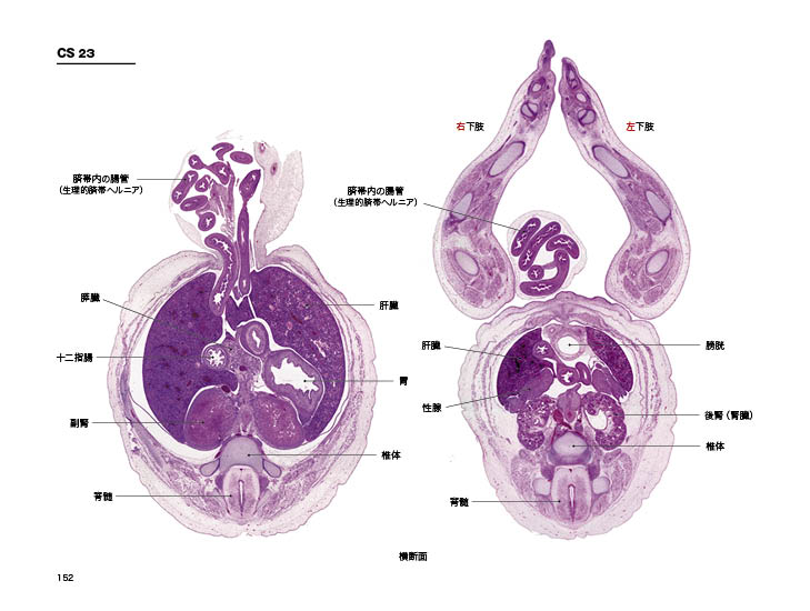 ヒト発生の3次元アトラス｜書籍・jmedmook|日本医事新報社